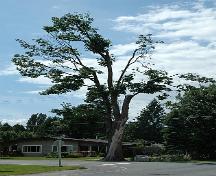 Trattle Memorial Maple Tree; Township of Langley, 2006