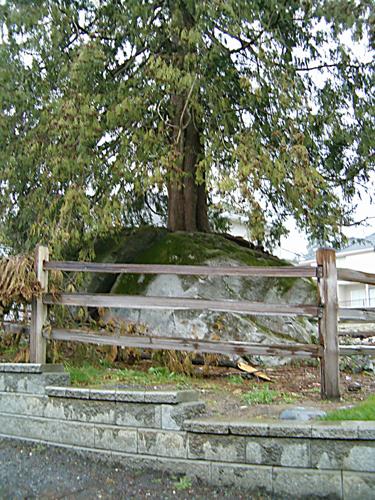 Detail of boulder and base of tree