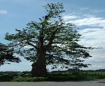 Wright Memorial Maple Tree; Township of Langley 2006