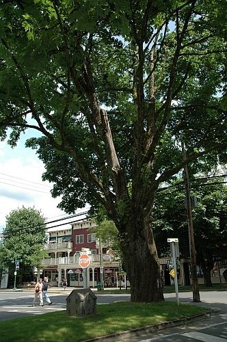Wilson Memorial Tree - North side