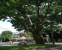 View of the Wilson Memorial Maple Tree  Summer 2006.; Township of Langley, 2006