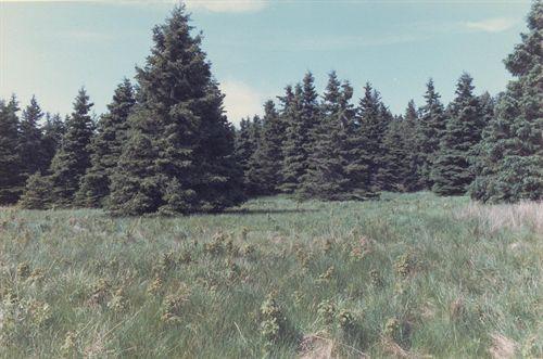 Northern Half of Fort facing north