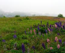 Vue des environs généraux du site de la rue Bentley.; Province of New Brunswick
