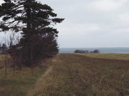 Showing cemetery among trees in the distance