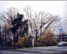 View of the Brighouse Homestead heritage tree planting, Richmond, BC, 2001; Denise Cook Design, 2004.