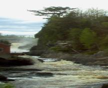Le vieux pin est visible dans la partie supérieure de cette photographie; Norma Stewart