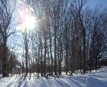 View of treed lot from the east; City of Charlottetown, Natalie Munn, 2009
