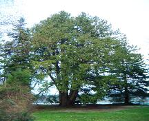 Lillian Hoffar Western Red Cedar; District of North Saanich, 2008