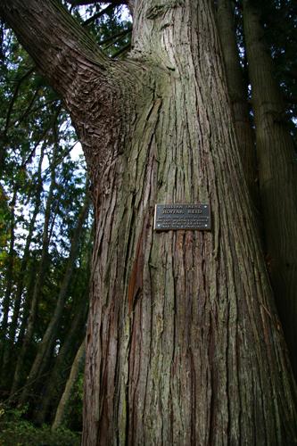 Detail of trunk and plaque