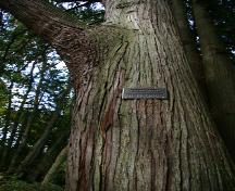 Lillian Hoffar Western Red Cedar; District of North Saanich, 2008