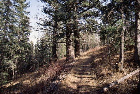 Rocky Mountain Douglas Firs