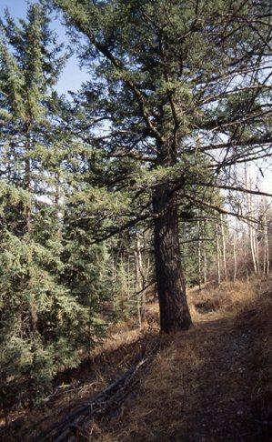 Rocky Mountain Douglas Fir