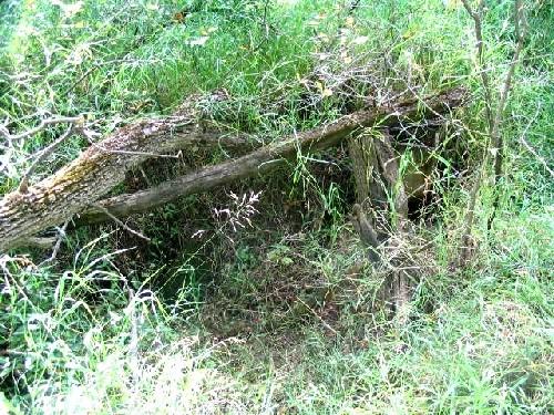 Close-up View of Cabin Remains