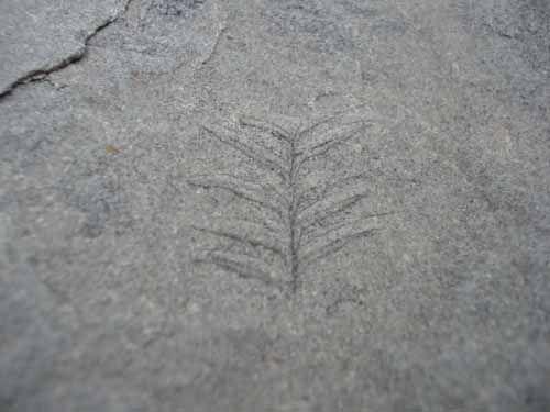 Fern fossil
