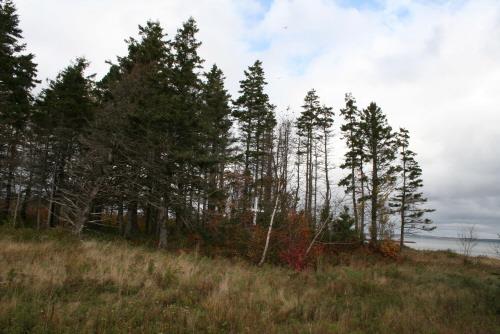 Showing cemetery in grove of trees