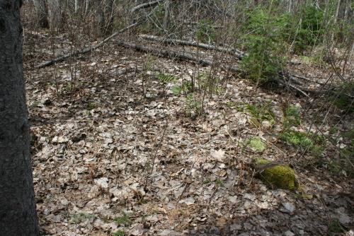 Showing overgrown grounds and moss on stone