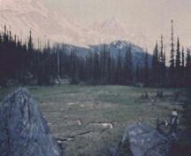 Vue générale du col Athabasca, qui montre le caractère visuel du col, dont les vues intouchés des montagnes et des forêts environnantes, 1998.; Jack Porter, Parcs Canada Agency / Agence Parcs Canada, 1998.