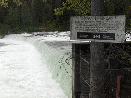 Entrance to Meziadin River Fish Ladder
